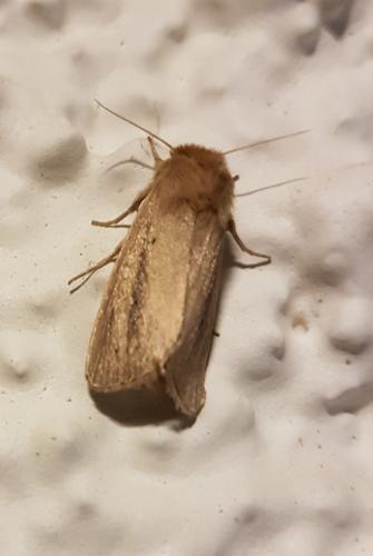 Réf. 215 709 : Sesamia nonagrioides